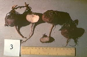 Maca specimens, Junín, 1973.  Credit: Michael F. Brown.  (CC BY-NC-ND 4.0) 