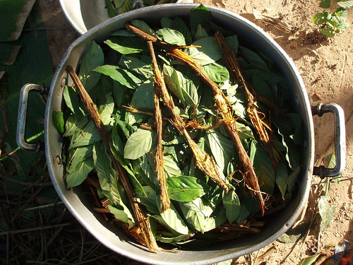 Ayahuasca_prep